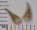 Owlfruit sedge